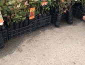 Продам комнатное растение в Санкт-Петербурге, саженцы кустов деревьев Яблони: летние