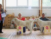 Продам собаку среднеазиатская овчарка, самка в Твери, В продаже девочка сао - сурдан