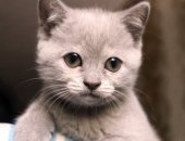 Продам шотландская, самка в Шахты, малышей, Им два месяца, питаются натуральной пищей
