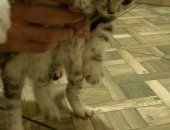 Продам шотландская, самец в Ростове-на-Дону, Шотландские котята, Родились 29, 03, 18 два