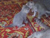 Продам шотландская в Барнауле, Окрас очень красивый: пепельный с голубым оттенком
