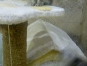 Продам шотландская, самец в Каменске-Уральском, Шотландские котята девочки и мальчик