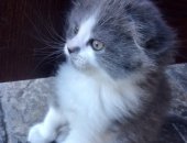 Продам кошку, самец в Цимлянске, чудного котёнка, девочку, возрастом 1, 5 месяца