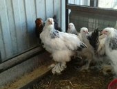 Продам с/х птицу в Шебекине, тся цыплята породы Брамма светлая, 3, 5 месяца