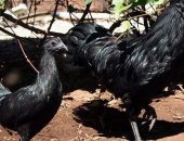 Продам яица в Казани, Мехеленская кукушка двух окрасов пера: крапчатые и БЕЛЫЕ