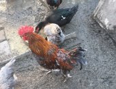 Продам яица в Туапсе, Яйцо инкубационное породистых кур, Маран-100р Америукан-100р