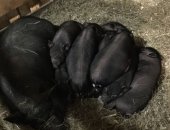 Продам свинью в Кемерове, Принимаем заявки на милых хрюшек! Шустрые вьетнамские кабанчики