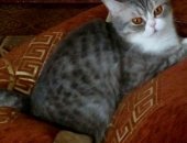 Продам экзотическая, самка в Тольятти, Кошечка девочка, 3 года, Мама британка, папа