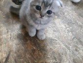 Продам шотландская, самец в Иванове, котят от шотландской веслоухой кошечки, звоните