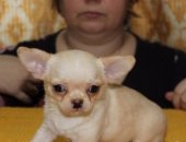 Продам собаку чихуахуа, самец в Котельниках, МО, Люберцы, тся щенки короткошерстного