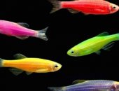 Продам рыбки в Бологое, Аквариумные Скалярии Барбусы Гуппи Золотые, Аквариумных рыбок,