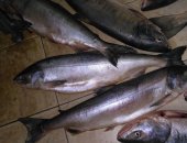 Продам мясо, кету отличного качества, низовская, плотное, красное, Имеется 2 вида