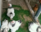 Продам яица, Инкубационное яйцо светлая брама, куропатчетая брама, палевый кохенхин 100р