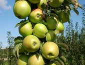 Продам комнатное растение, Сначала немного истории: Самые первые колоновидные яблони