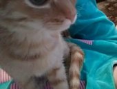 Продам русская голубая, самка в Златоусте, Очень милая рыжая кошечка, Прирождённая