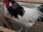Продам яица в Нижнем Новгороде, Инкубационное яйцо лакенфельдер и адлер, инкубационные