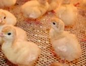 Продам яица в Понежукае, Суточные индюшата, подрощенные, яйцо инкубационное, Реализуем