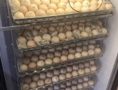 Продам яица в Санкт-Петербурге, Предлагаю Вашему вниманию бройлеров, птица высокого