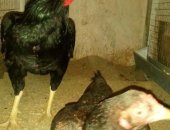 Продам яица в Санкт-Петербурге, Инкубационное яйцо породной птицы, цыплята, Бресс