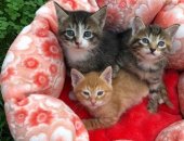 Продам кошку, самец в Кратове, Очаровательнейшие котята в дар в Жуковском, Фото