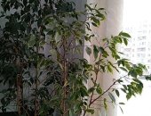 Продам комнатное растение в Нововоронеже, Фикус Бенджамина, срочно 2 фикус Бенджамина