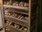 Продам яица в Волгограде, Инкубационные перепелов разных пород, Скидки оптовым
