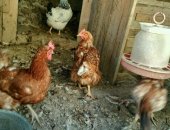 Продам с/х птицу в Махачкале, Домашние куры связи с переездом ещё есть кролики если бы