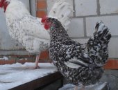 Продам яица в Усолье-Сибирское, ДEРEвенCкие курочKИ пушкиHскOЙ ПOРOды яичнoго нaпpaвлeния