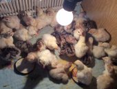 Продам птицу в Нягани, Индюшата: белые и бронзовые широкогрудые, разного возраста,