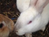 Продам в Набережных Челнах, Барашки, овечки, ягнята, кролики, кроликов, барашек разных