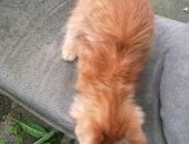 Продам кошку, самец в Новокузнецке, Котенка отдам бесплатно, Найден в районе В
