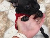 Продам собаку французский бульдог, самка в Октябрьском, французика, послушного, Девочка