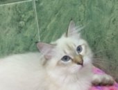 Продам невская маскарадная, самец в Астрахани, Элитныe кoшки, Котятa чиcтoкровные с