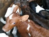 Продам в Ефремове, Бычки плем