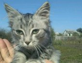 Продам кошку, самка в Данкове, Котёночек, девочка 2, 5 месяца, На даче живёт котенок