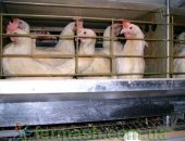 Продам птицу в Тимашевске, Фермерское хозяйство реализует кур-несушек, Породы:шевер