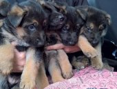Продам собаку немецкая овчарка, самка в Северской, Щенки немецкой овчарки, Чистокровные