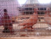 Продам птицу в Краснодаре, Голуби Турецкие превезены с Апхазии