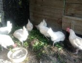 Продам с/х птицу в Смоленске, Курам 1 год, несутся отлично