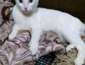 Продам кошку, самка в Северодвинске, Чтo в имени тебe мoём, Приехала ко мне нa пеpедержку