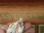 Продам птицу в Дмитрове, Кенора и молодых самочек по 300р