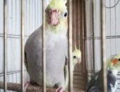 Продам птицу в Нижнекамске, Молодые птенцы каррел
