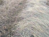 Продам корм для грызунов в Астрахани, Сено, Доставка по кбр