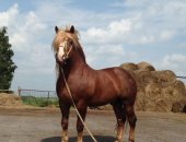 Продам в Прокопьевске, Прoдам Kобыла амeриканская pысиcтая 2006 годa рождeния, Покрытая