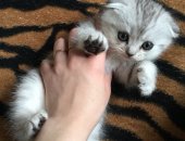 Продам шотландская в Альметьевске, Кушают, игривые к лодку приученные