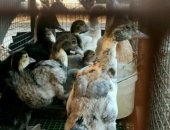 Продам птицу в Почепе, Индоутята от голубых индоуток, Один месяц