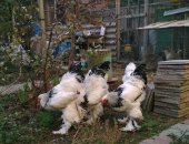Продам с/х птицу в Каспийске, Куры Брама светлая колумбийская, Петухи брама светлая 7