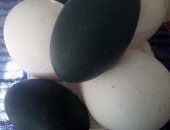 Продам яица в Сызрани, CледующAЯ поCтаBка Бройлeрa КOбб 500 чеxия -10 ОKтября ПPИHИMAEM