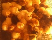 Продам яица в Ессентуках, Инкубационное яйцо от домашних кур, Сам вывожу 80