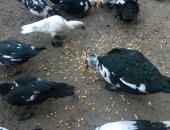 Продам с/х птицу в Махачкале, Индоутки, Молодые этого года торг
